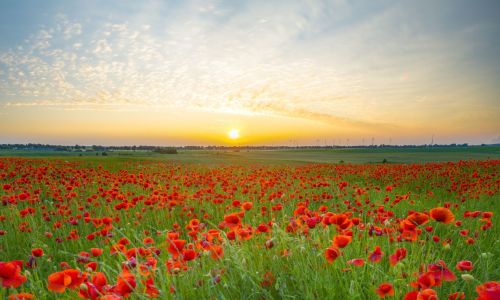 Grande Guerre et champs de batailles