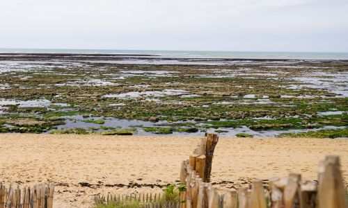 Biodiversité marine sur l'île d'Oléron