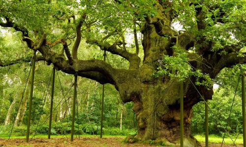 Nottingham : entrez dans la légende de Robin des Bois