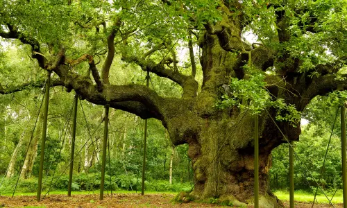 Nottingham : entrez dans la légende de Robin des Bois
