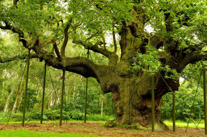 Séjours-scolaires-Angleterre-Nottingham-Forêt-de-Sherwood-Robin-des-Bois.jpg
