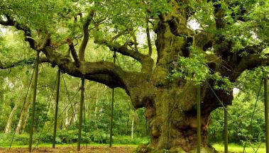 Séjours-scolaires-Angleterre-Nottingham-Forêt-de-Sherwood-Robin-des-Bois.jpg