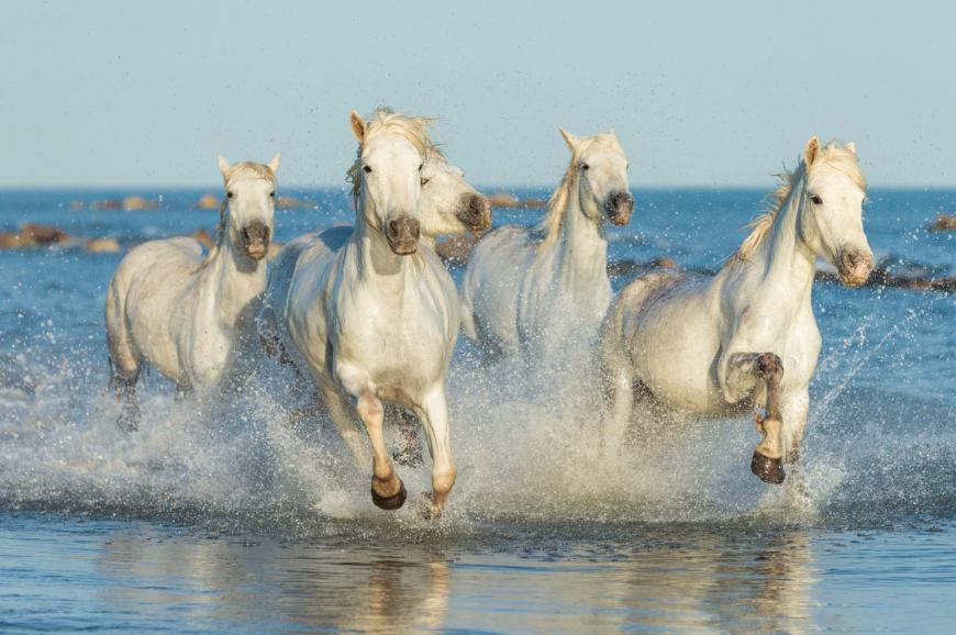 Chevaux Camargues