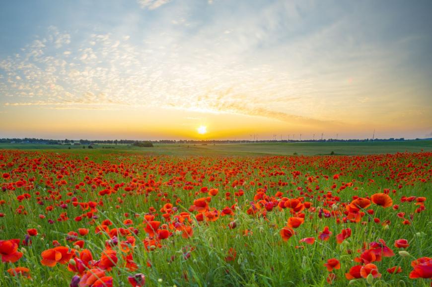 Poppies