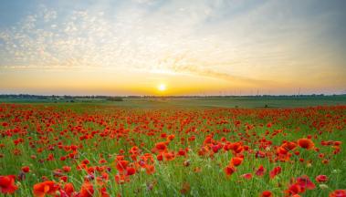 Poppies